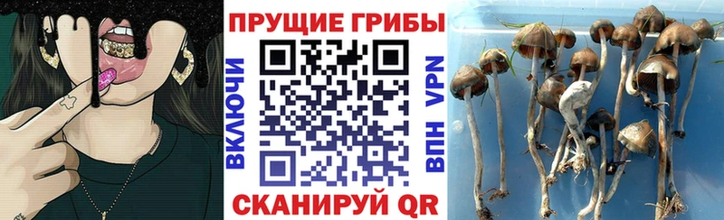 МЕГА ссылки  Сунжа  Псилоцибиновые грибы Cubensis 